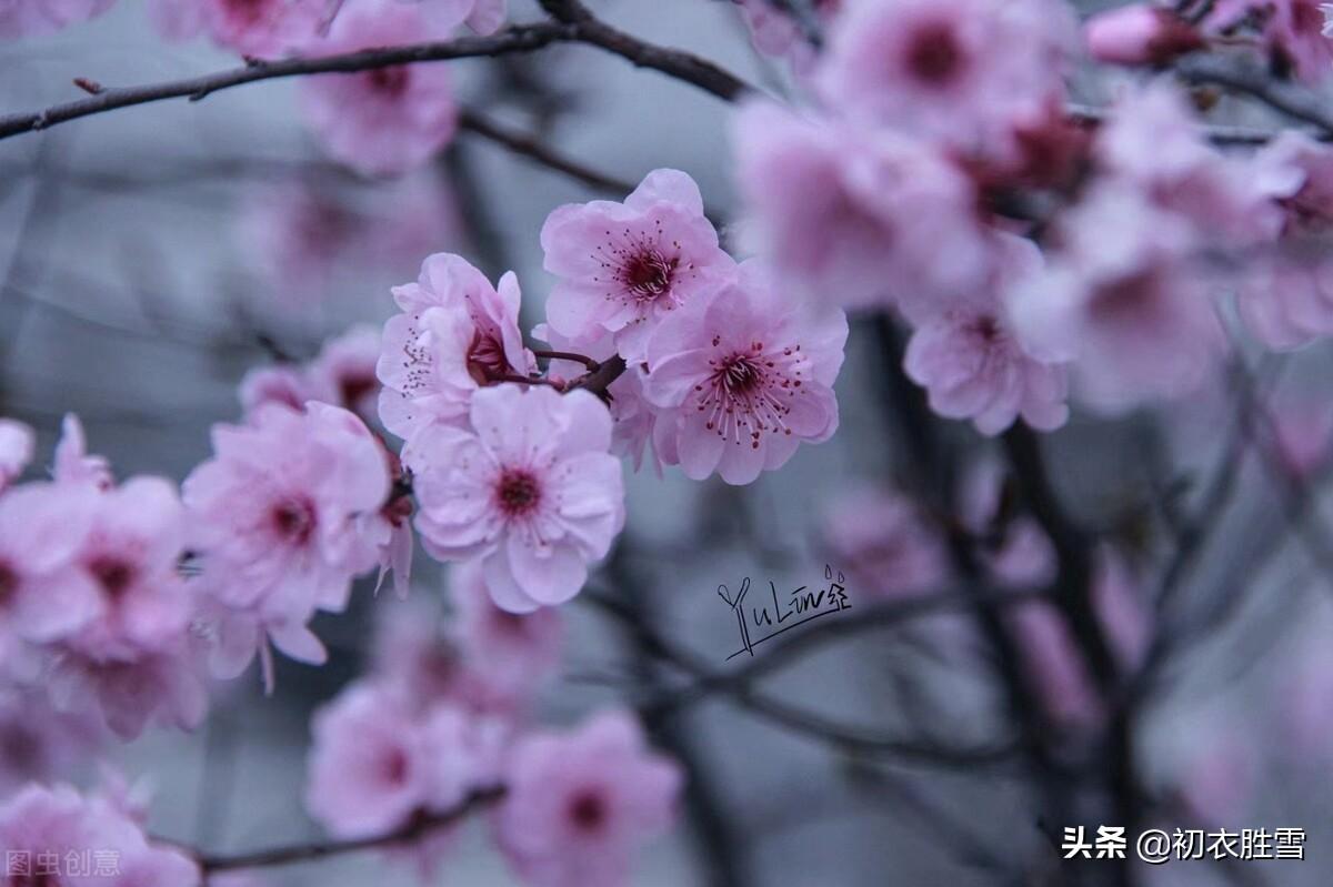 桃花经典古诗词有哪些（苏曼殊三首桃花诗赏读）