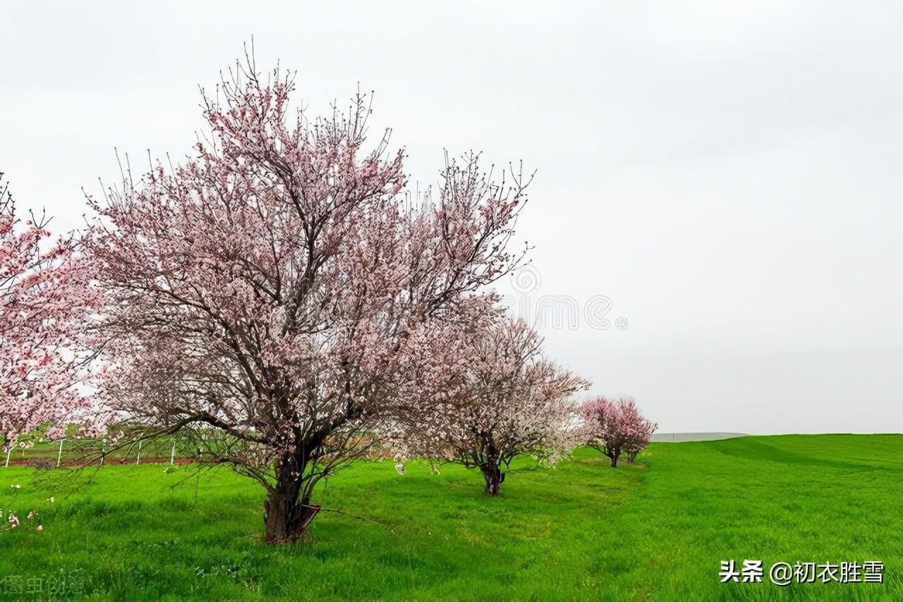 杨万里著名古诗词（杨万里杏花美诗四首赏析）