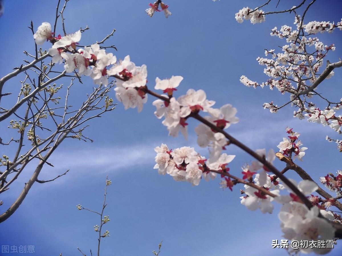 杨万里著名古诗词（杨万里杏花美诗四首赏析）