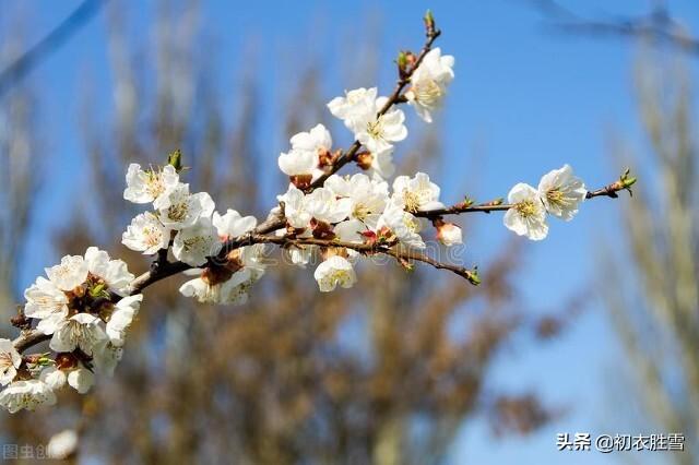 杏花经典古诗词有哪些（唐朝杏花美诗六首）