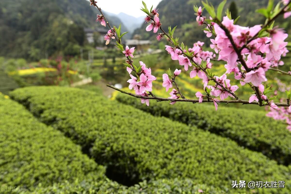 咏桃诗七言绝句（​仲春明丽桃花美词五首）