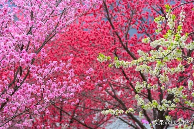 桃花的经典古诗词赏析（仲春花信之桃花美诗七首）