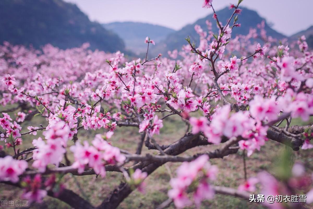 桃花的经典古诗词赏析（仲春花信之桃花美诗七首）