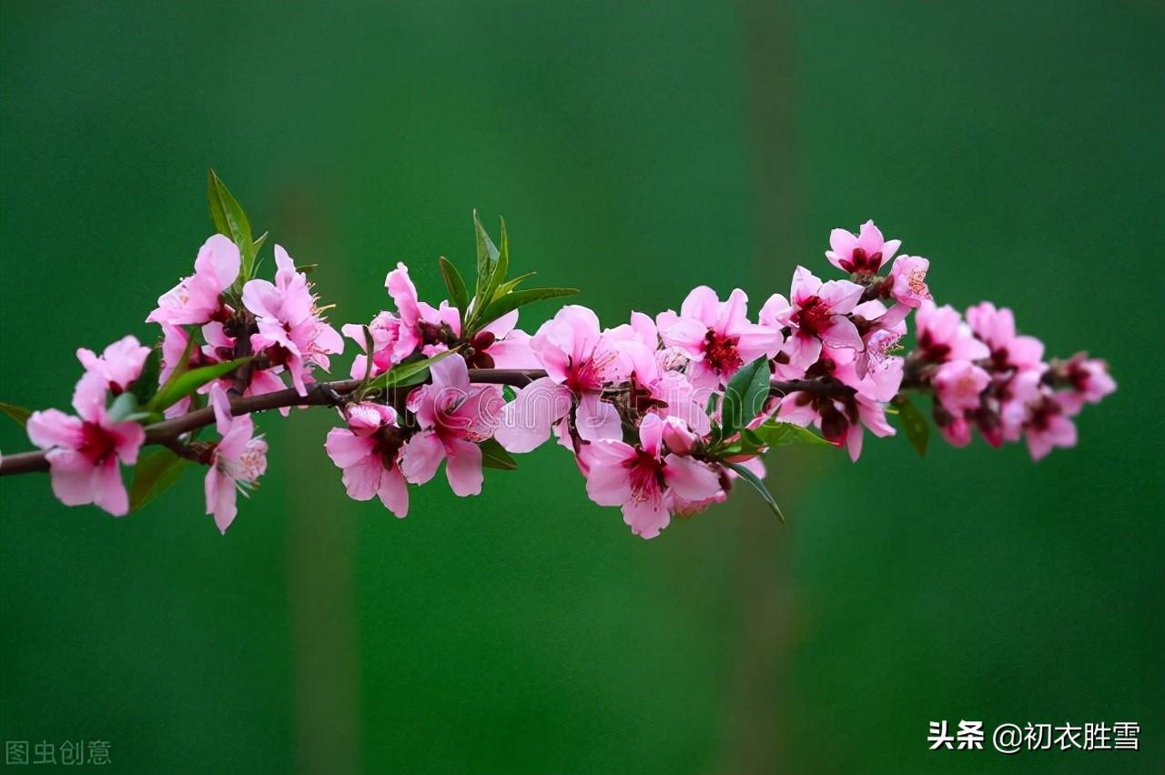 桃花的经典古诗词赏析（仲春花信之桃花美诗七首）