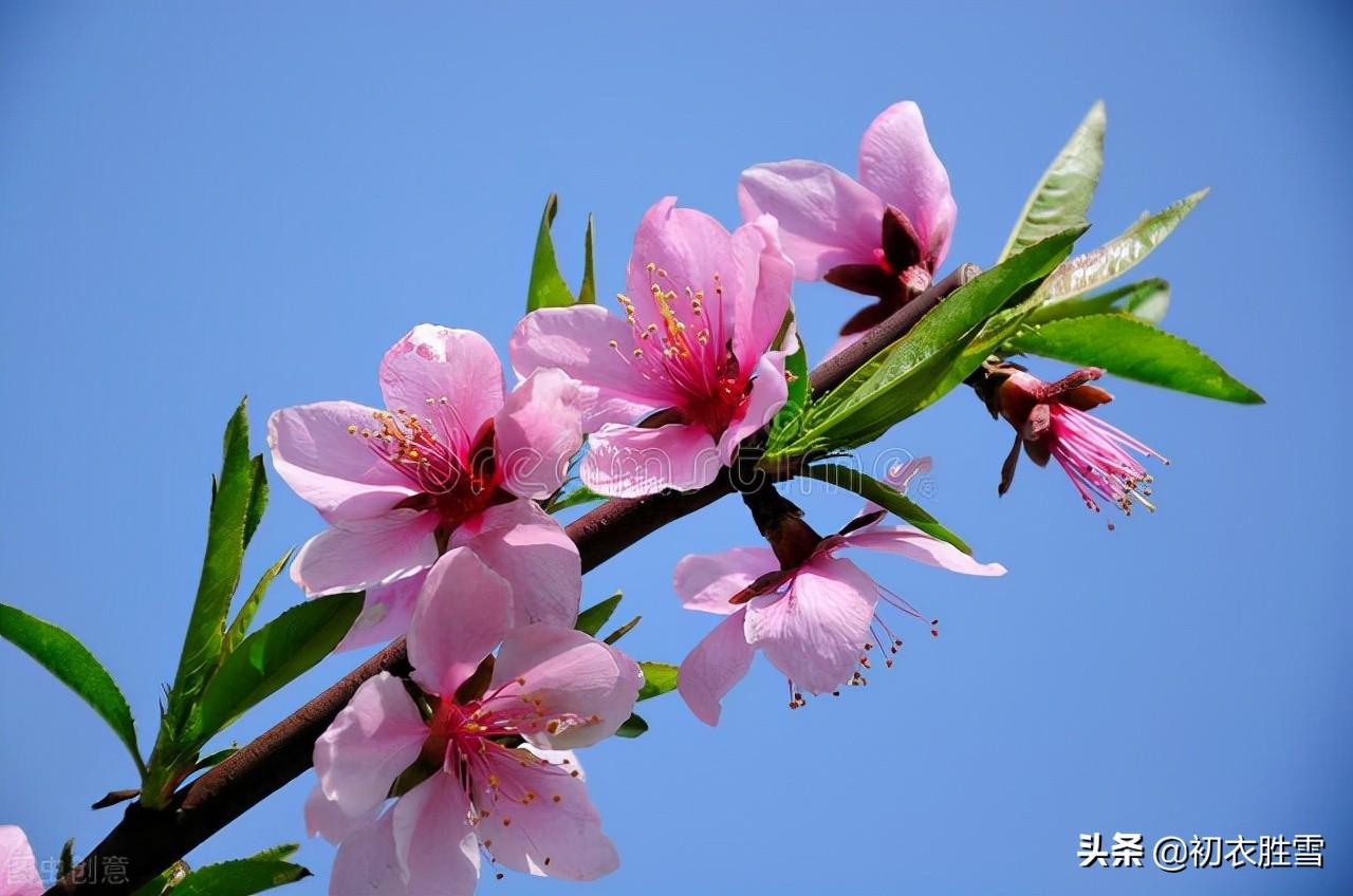 桃花的经典古诗词赏析（仲春花信之桃花美诗七首）