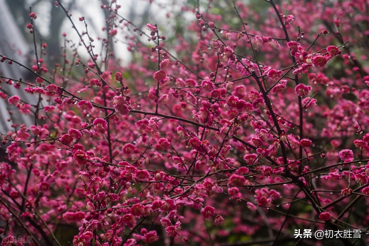 梅花诗词古句精选（春寒梅花诗词七首）