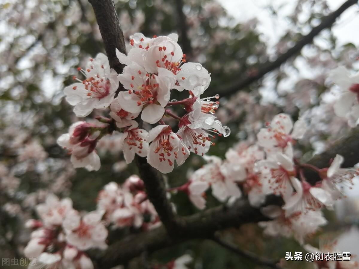 杏花诗词古句大全（早春春雨杏花六首）