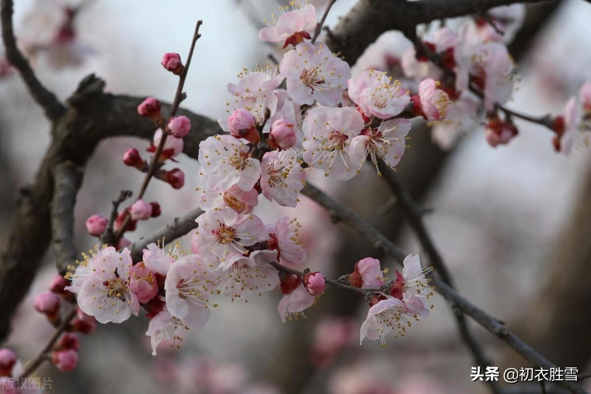 杏花诗词古句大全（早春春雨杏花六首）