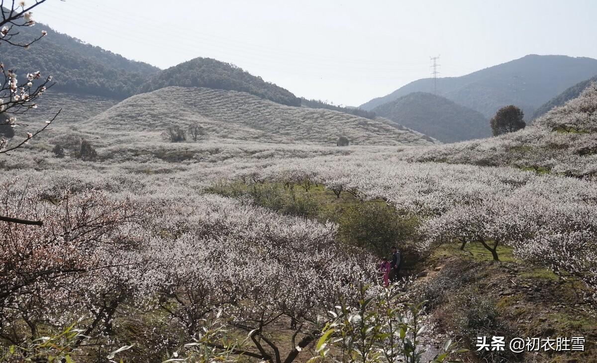 如雪春梅五首诗词古句（梅花如雪满春山，梅花如雪东风香）