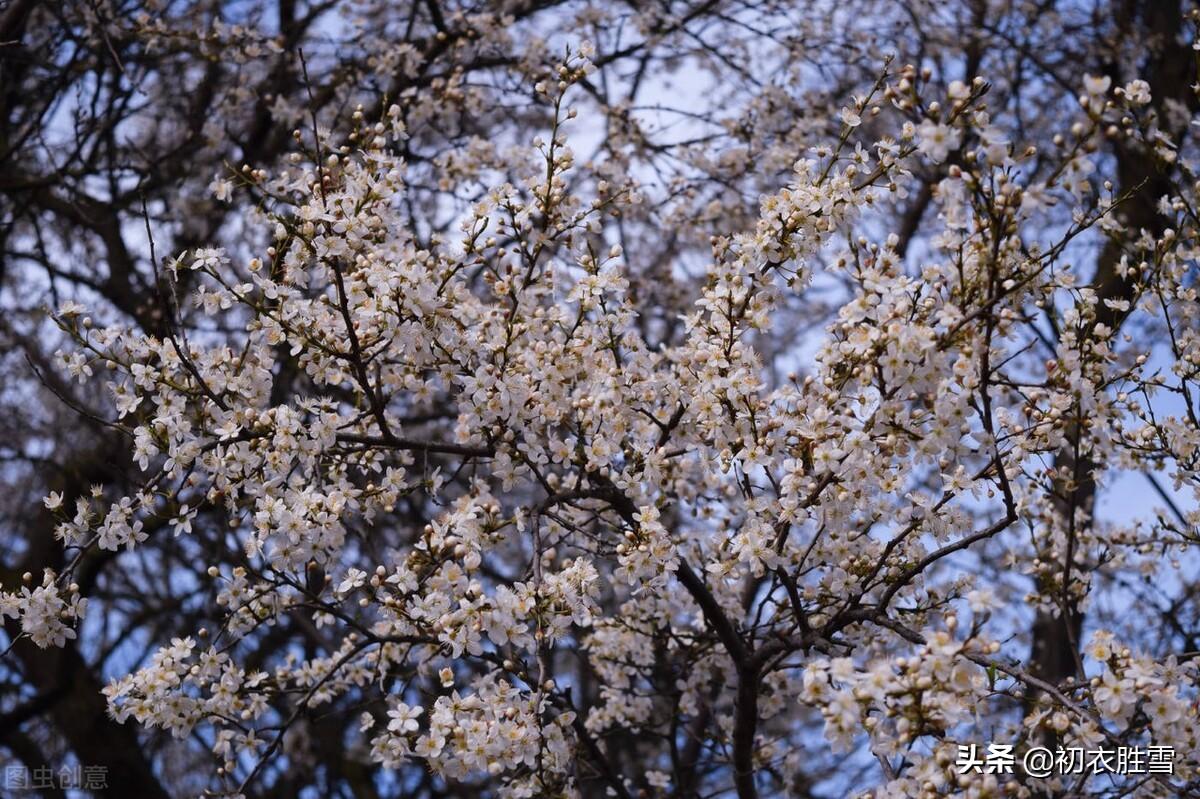 如雪春梅五首诗词古句（梅花如雪满春山，梅花如雪东风香）