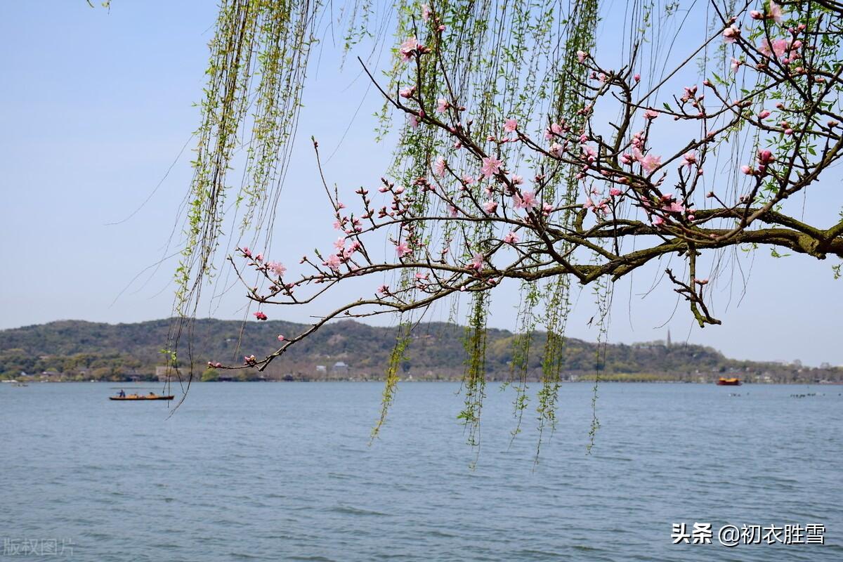 如雪春梅五首诗词古句（梅花如雪满春山，梅花如雪东风香）