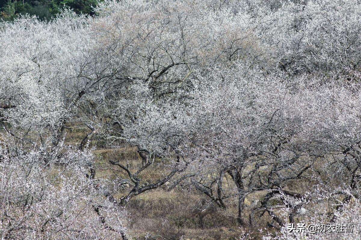 如雪春梅五首诗词古句（梅花如雪满春山，梅花如雪东风香）