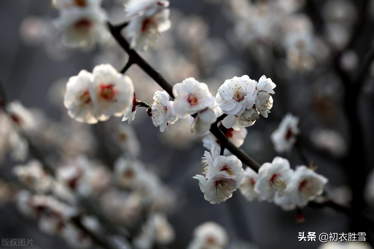 如雪春梅五首诗词古句（梅花如雪满春山，梅花如雪东风香）