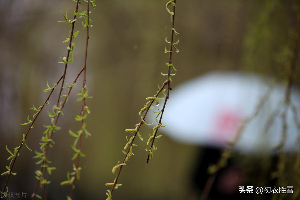 早春雨水节气古诗五首（雨水平池草自生，一犁新雨水田田）