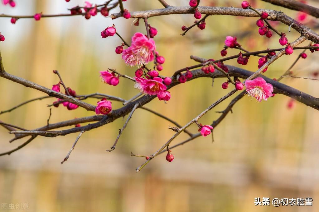 清新早春古诗词四首（一树小梅花谢矣，又是落灯天气）