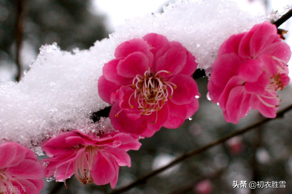 ​ 早春春雨绝句七首（雨过花梢些子湿，长是疏梅带雪看）