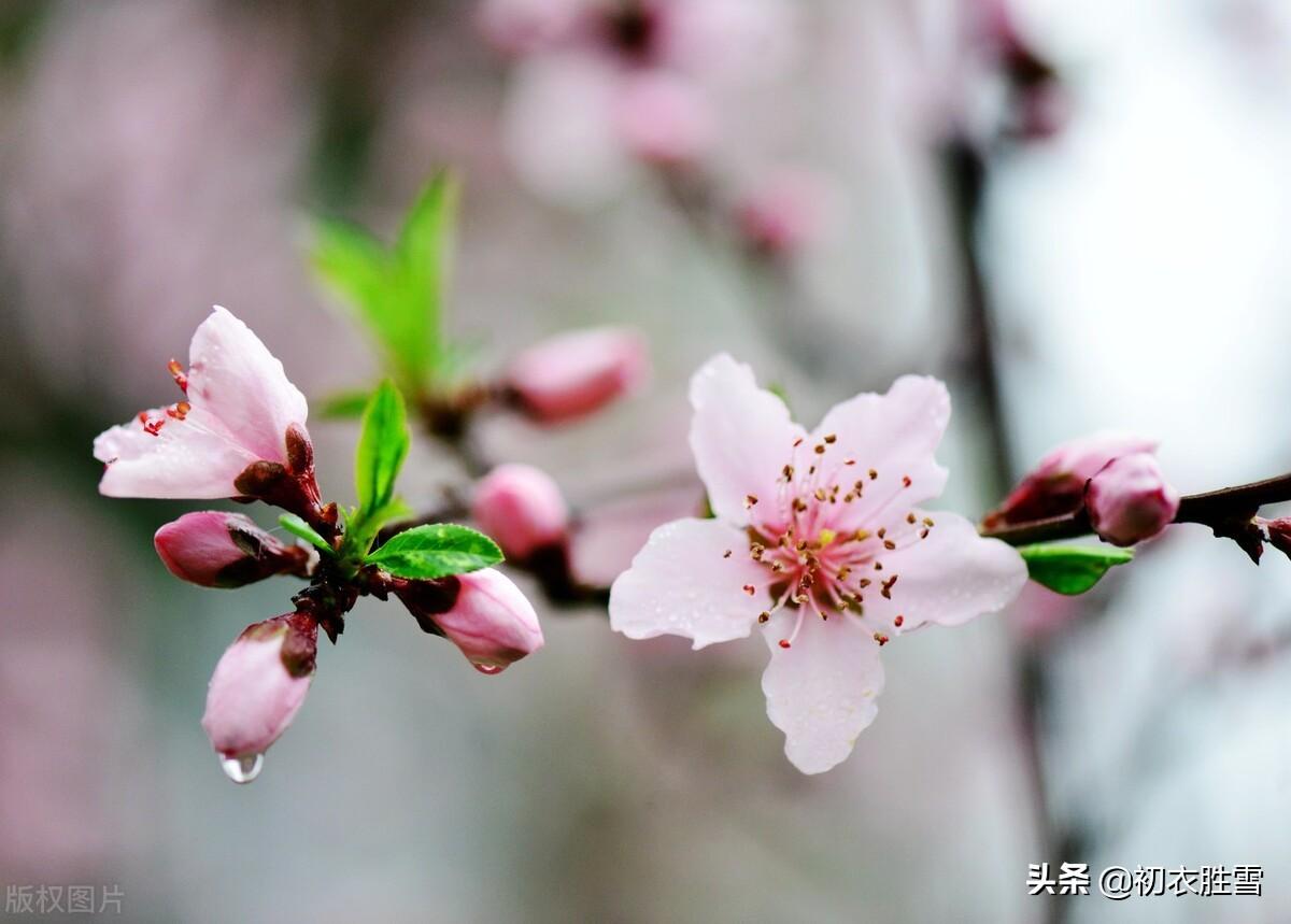 ​ 早春春雨绝句七首（雨过花梢些子湿，长是疏梅带雪看）