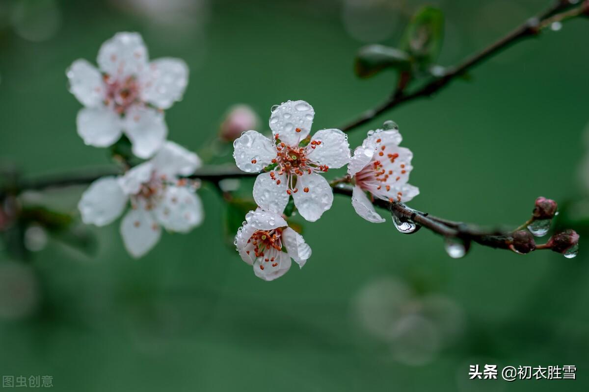 ​ 早春春雨绝句七首（雨过花梢些子湿，长是疏梅带雪看）