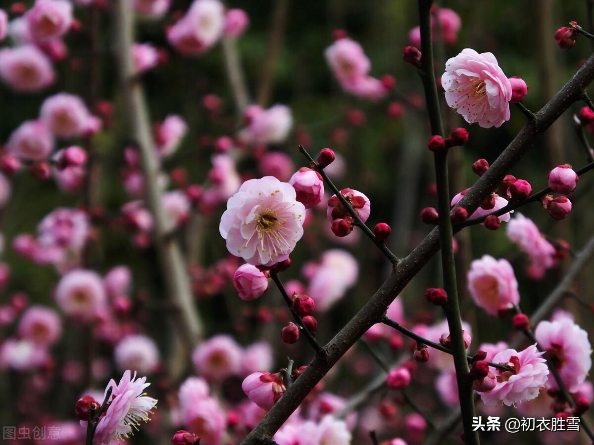 早春红梅古诗10首（诗人莫讶深红色，惹得春风上面来）