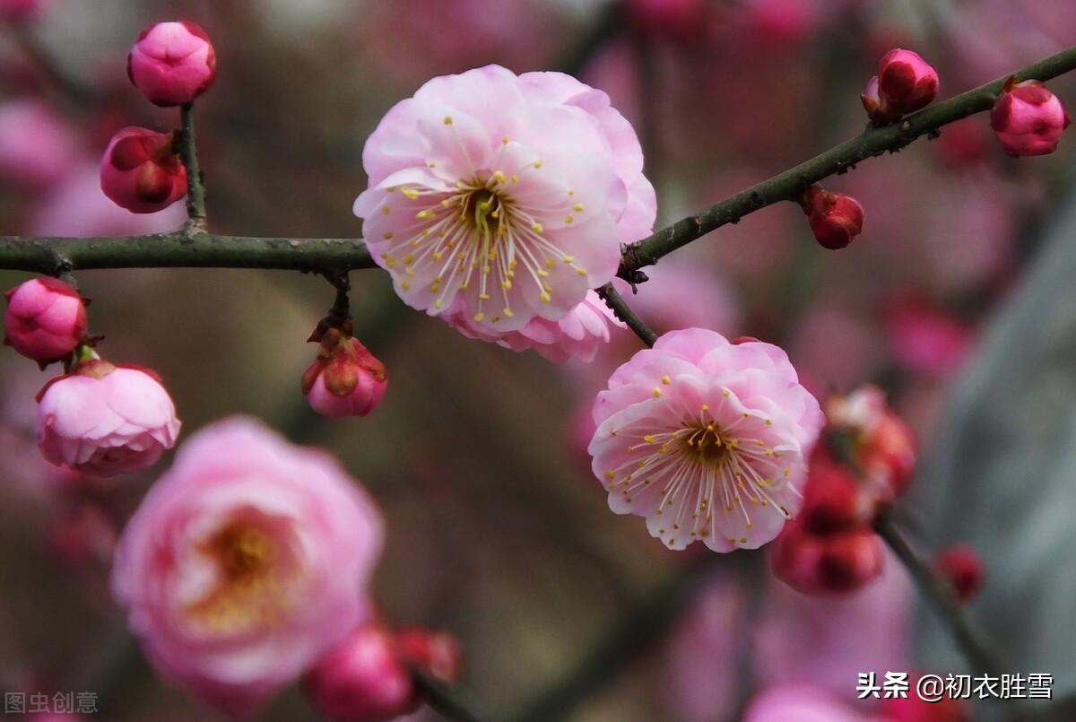 早春红梅古诗10首（诗人莫讶深红色，惹得春风上面来）