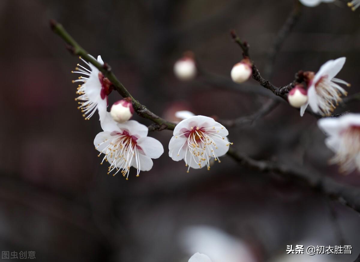 早春红梅古诗10首（诗人莫讶深红色，惹得春风上面来）