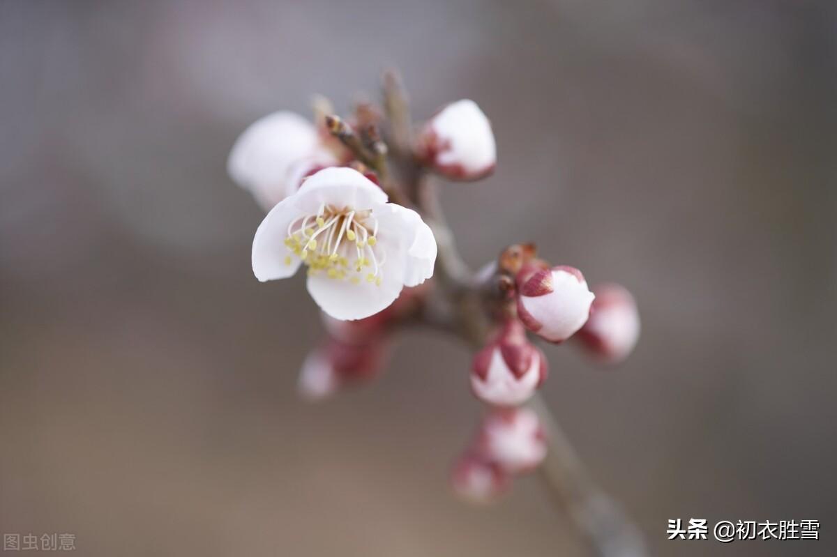 早春红梅古诗10首（诗人莫讶深红色，惹得春风上面来）