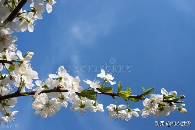 早春花信之樱桃花七首古诗词（樱桃含红萼，樱繁春日斜）