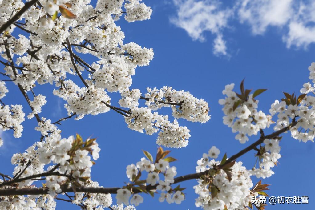 早春花信之樱桃花七首古诗词（樱桃含红萼，樱繁春日斜）