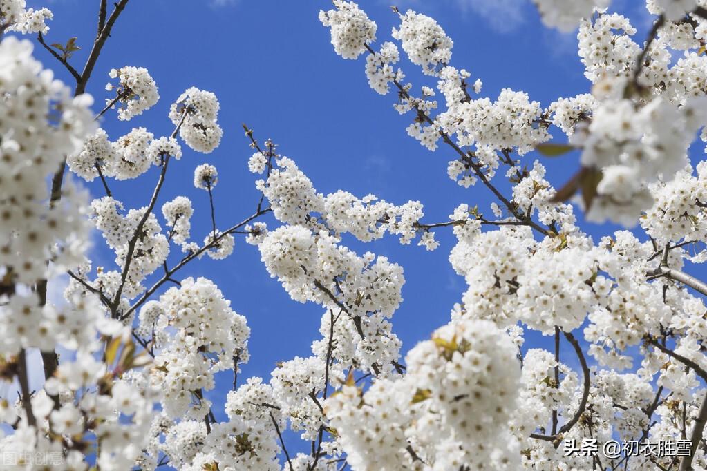 早春花信之樱桃花七首古诗词（樱桃含红萼，樱繁春日斜）