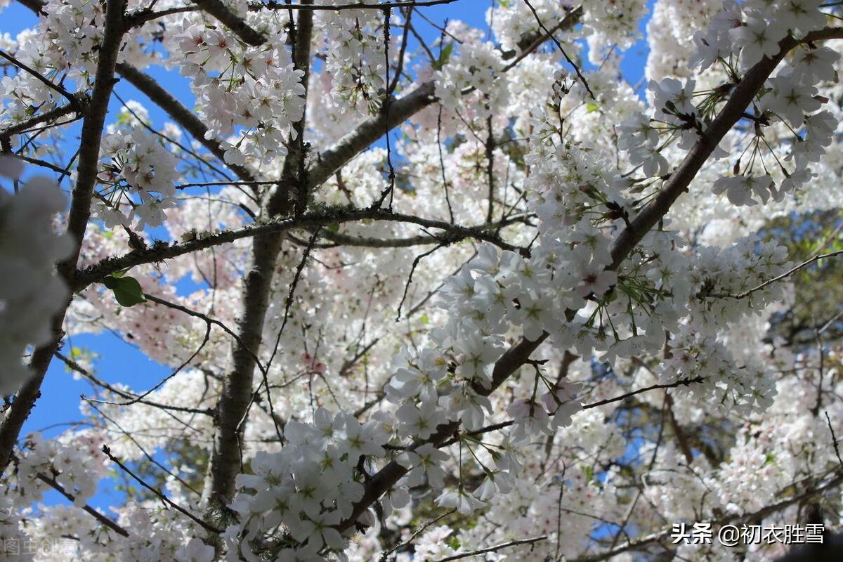 早春花信之樱桃花七首古诗词（樱桃含红萼，樱繁春日斜）