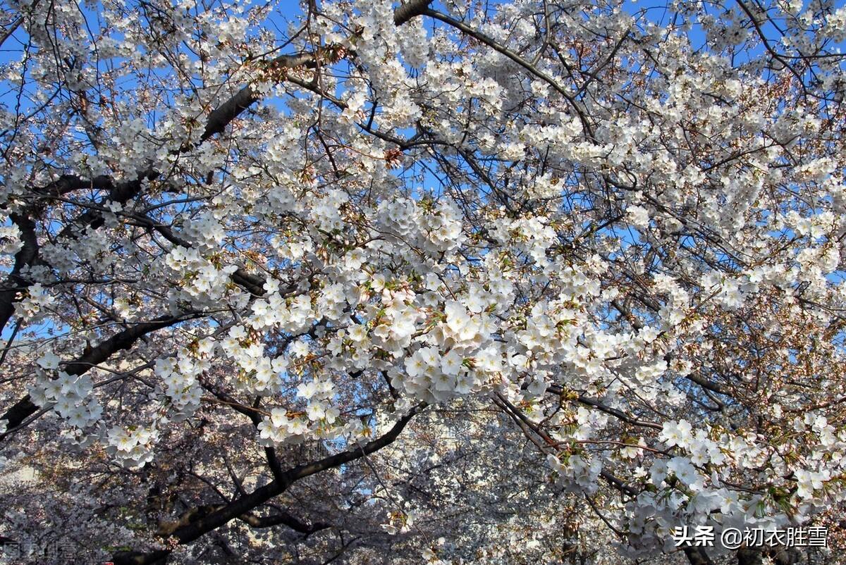 早春花信之樱桃花七首古诗词（樱桃含红萼，樱繁春日斜）