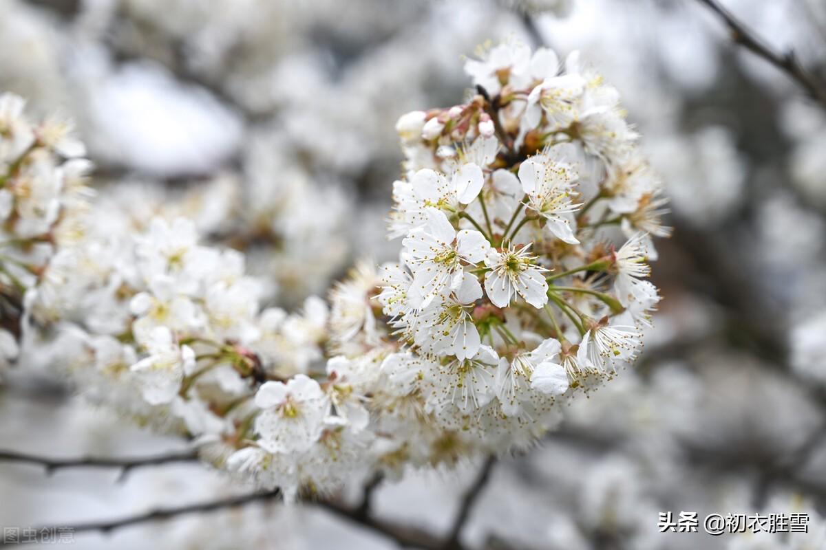 早春花信之樱桃花七首古诗词（樱桃含红萼，樱繁春日斜）