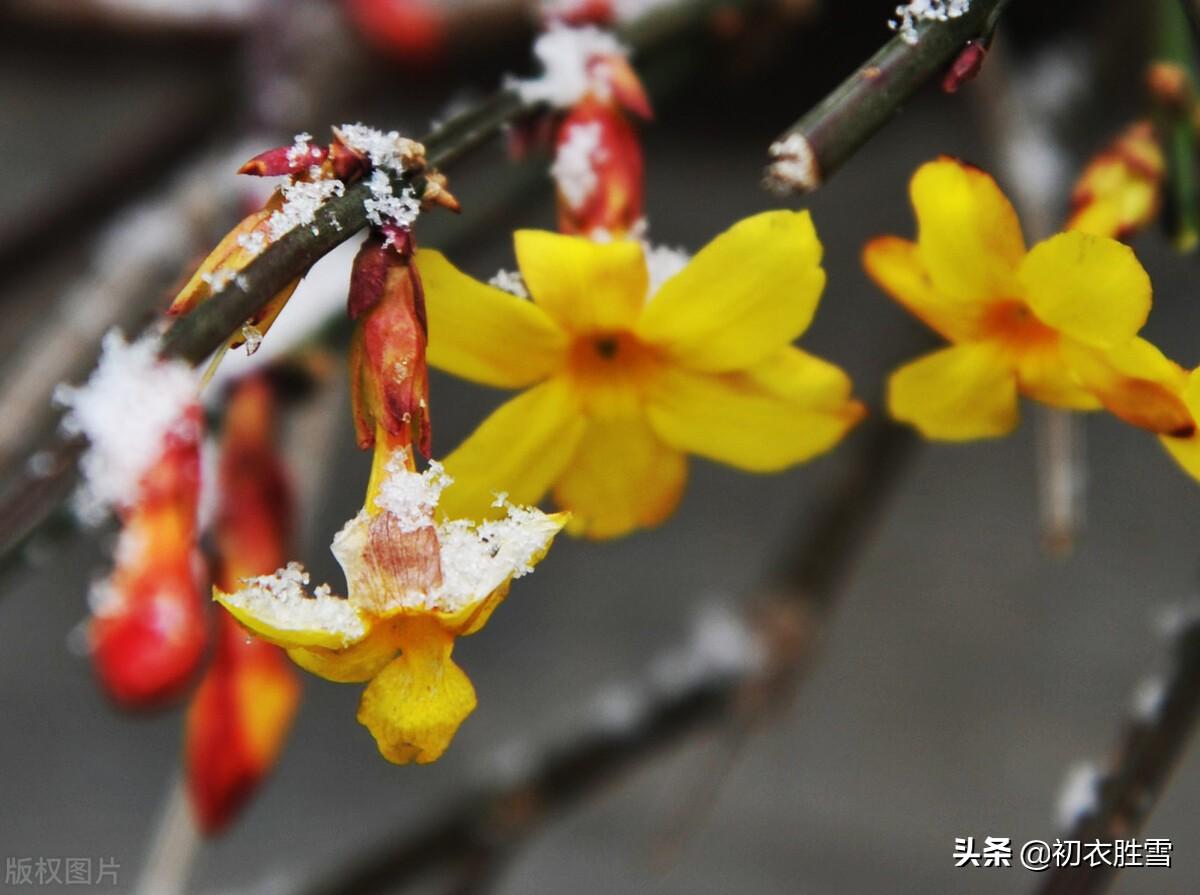 迎春花唯美古诗大全（早春迎春花美诗七首）