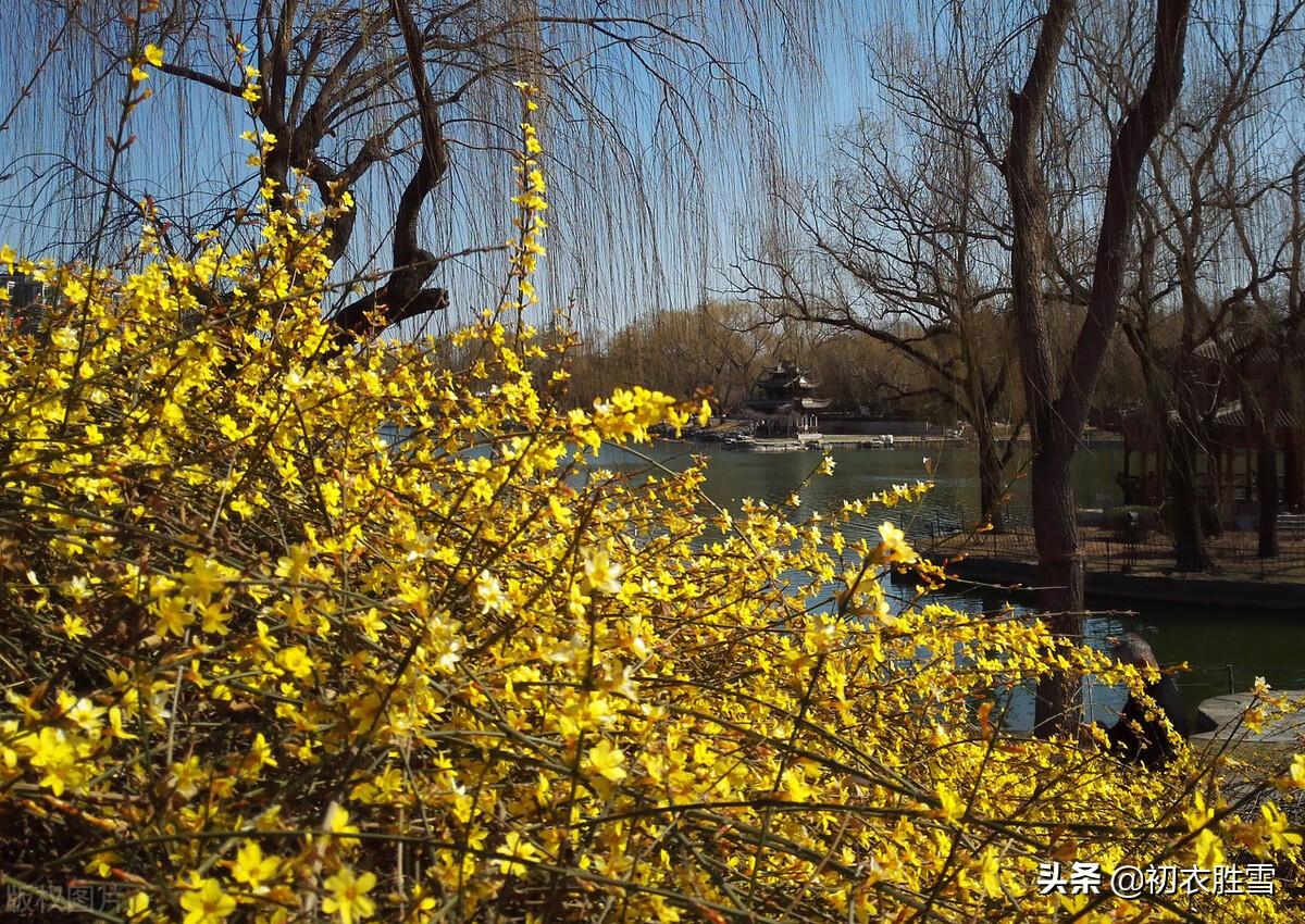 迎春花唯美古诗大全（早春迎春花美诗七首）