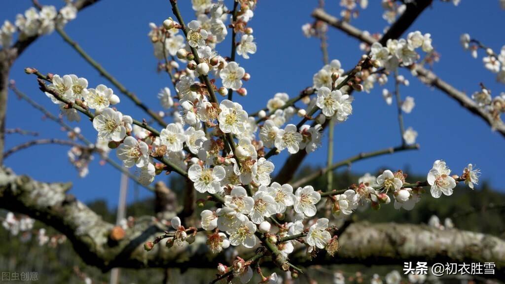 梅花唯美古诗词大全（早春梅花花雪美诗五首）