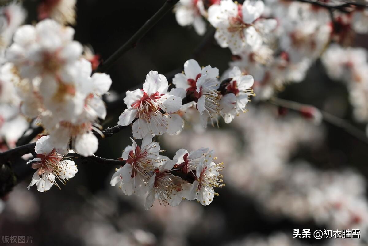 梅花唯美古诗词大全（早春梅花花雪美诗五首）