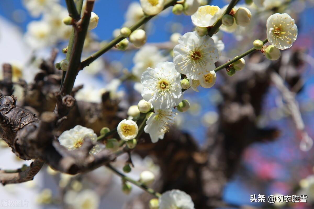 梅花唯美古诗词大全（早春梅花花雪美诗五首）