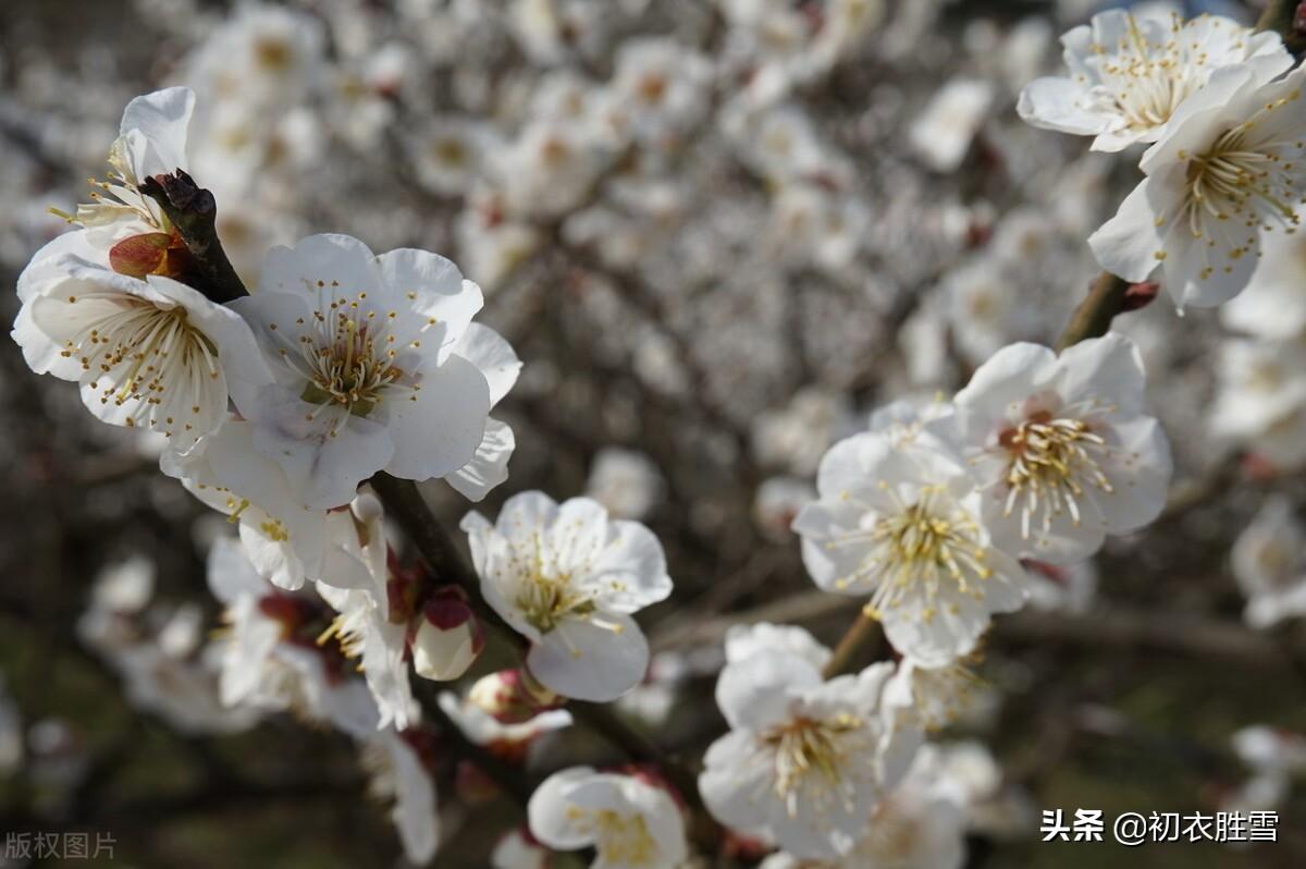 梅花唯美古诗词大全（早春梅花花雪美诗五首）