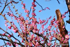 梅花唯美古诗大全（早春梅花美诗六首）