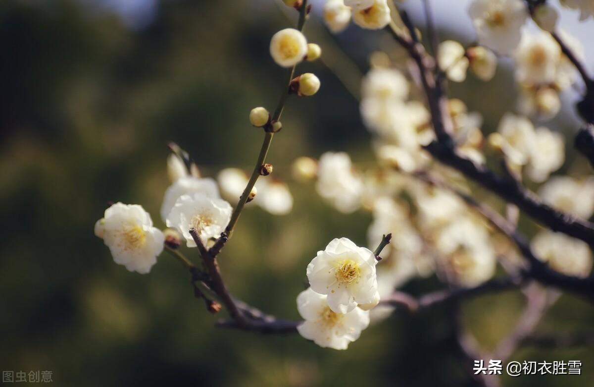 梅花唯美古诗词大全（迎春梅花古诗八首）