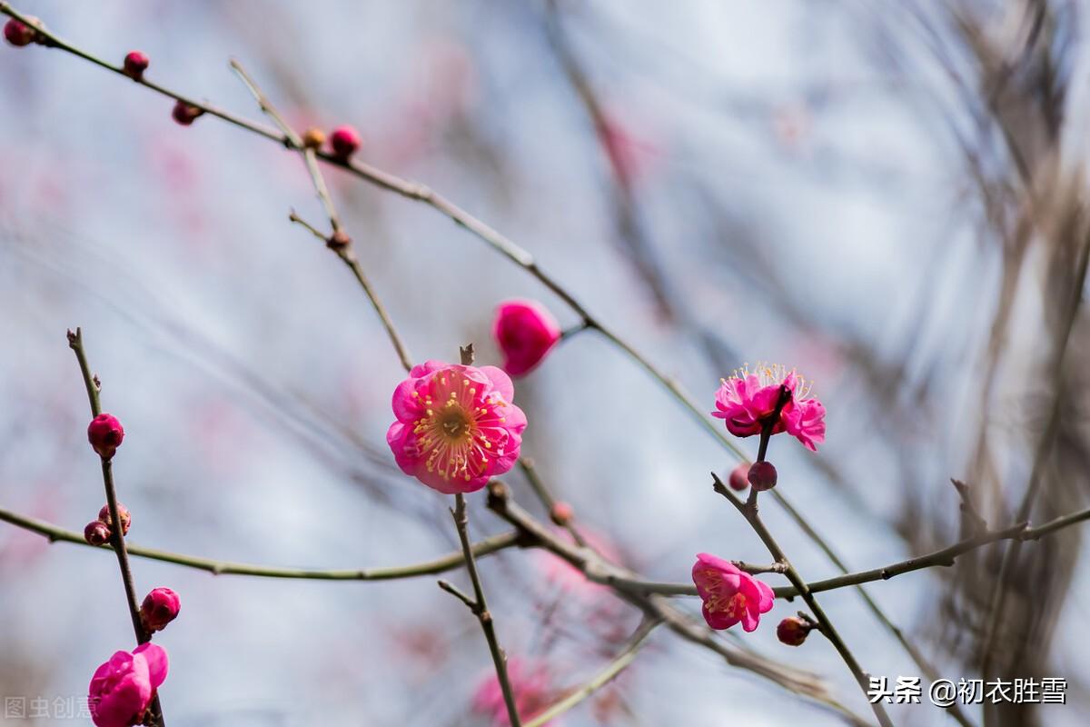 梅花唯美古诗词大全（迎春梅花古诗八首）