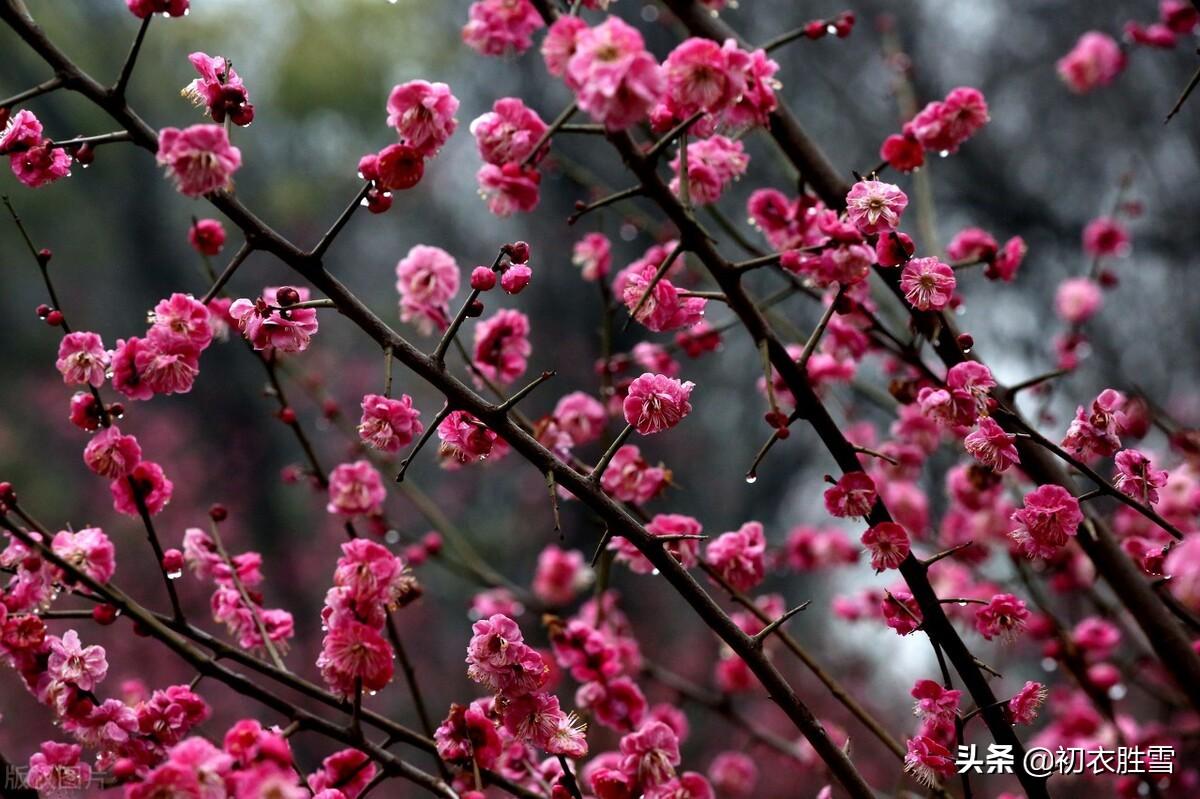 梅花唯美古诗词大全（迎春梅花古诗八首）