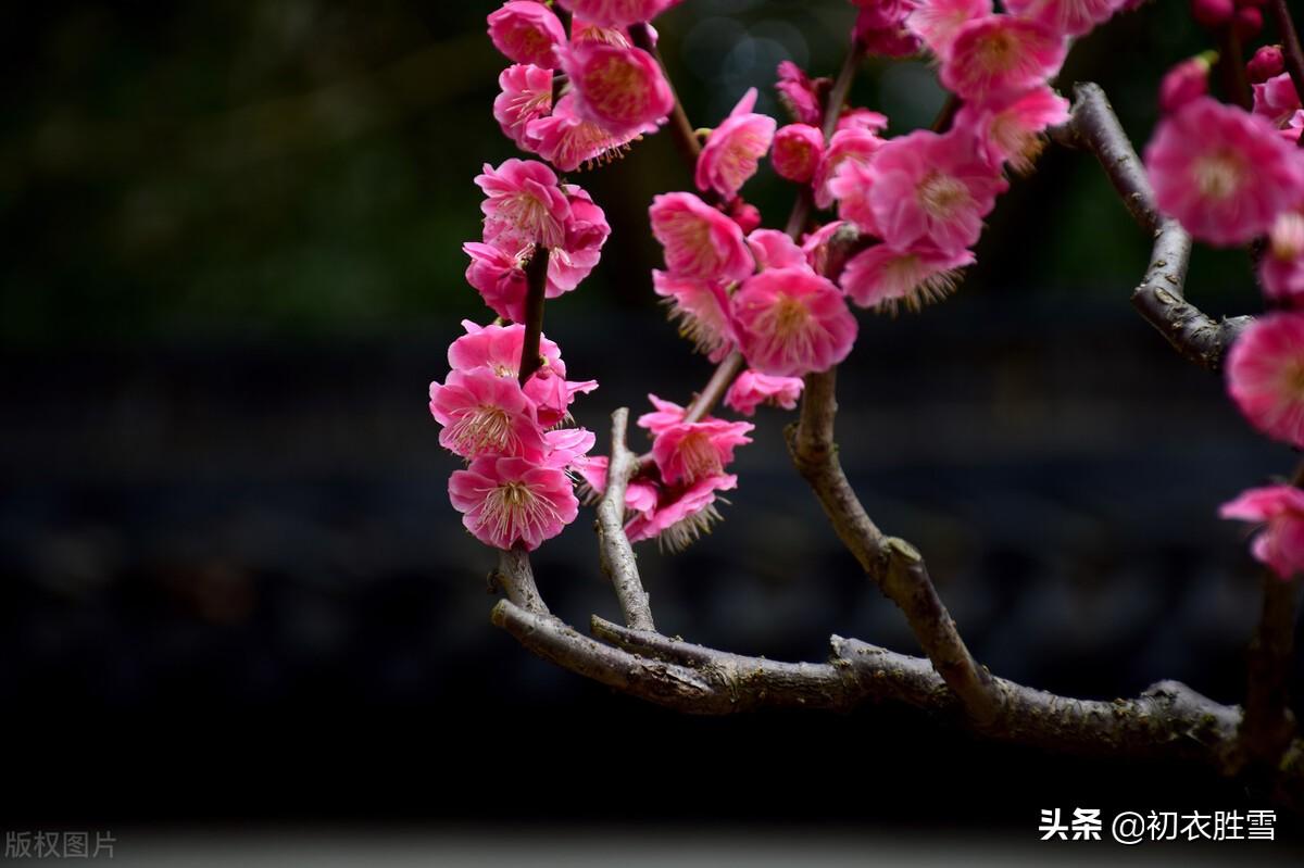 梅花唯美古诗词大全（迎春梅花古诗八首）