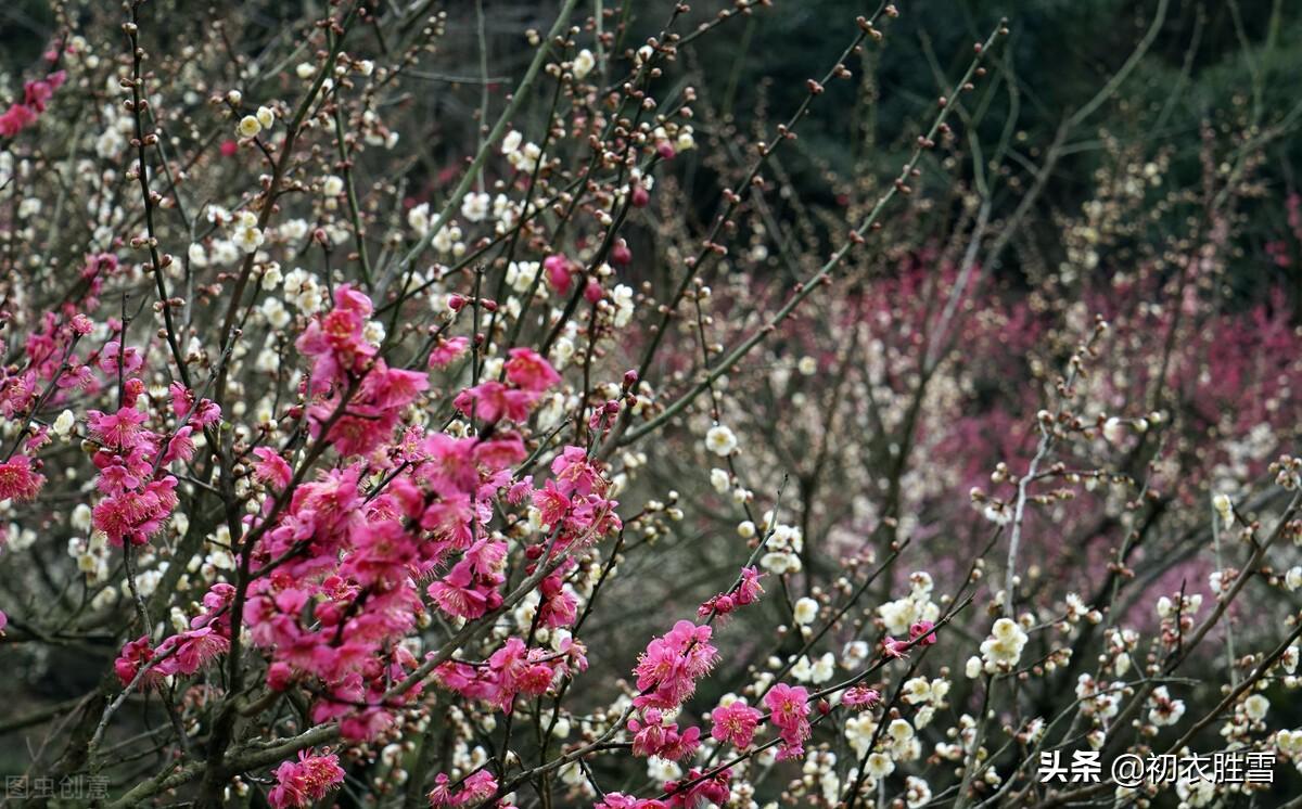 梅花唯美古诗词大全（迎春梅花古诗八首）