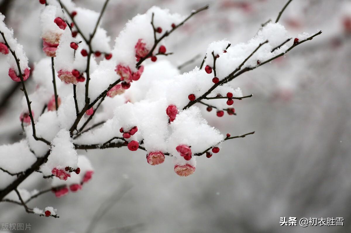 迎年雪里梅花七首（千树开时雪里看，无限精神总属他）