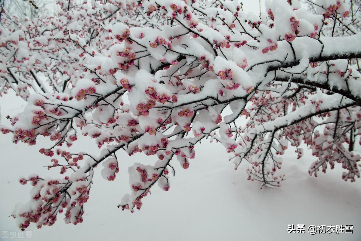 迎年雪里梅花七首（千树开时雪里看，无限精神总属他）