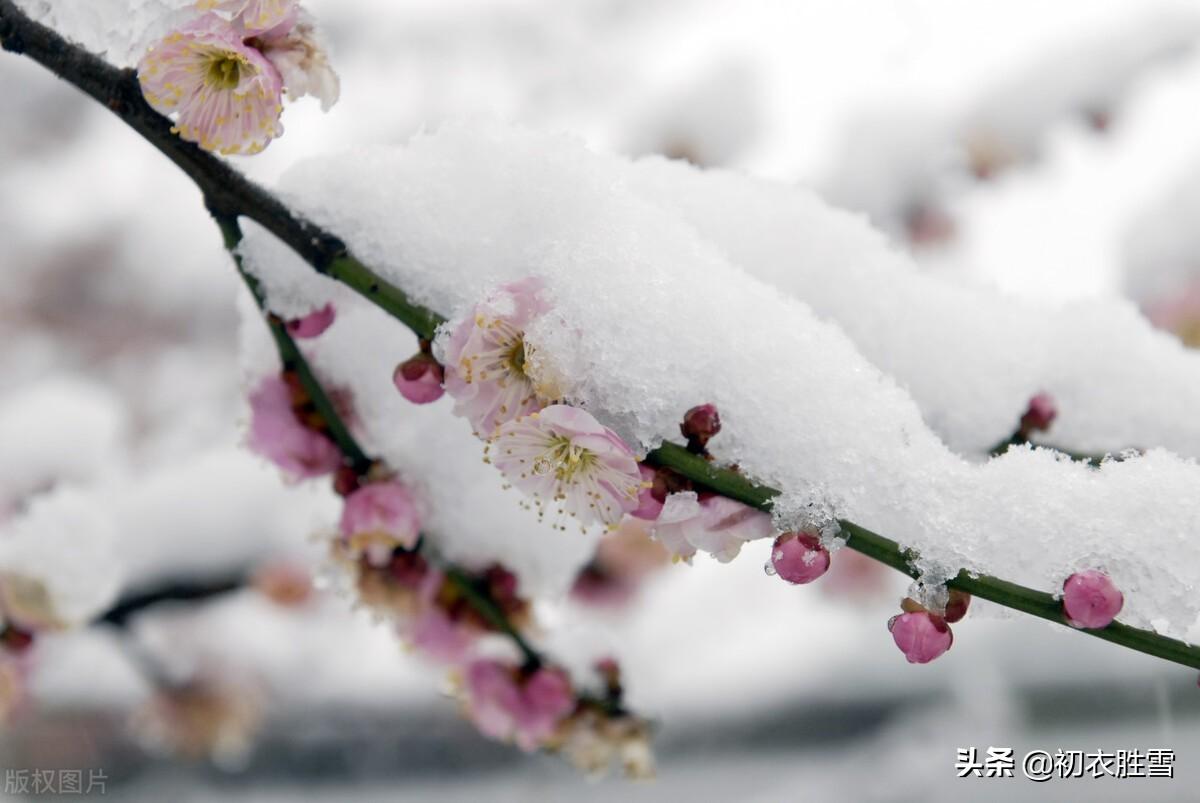 迎年雪里梅花七首（千树开时雪里看，无限精神总属他）