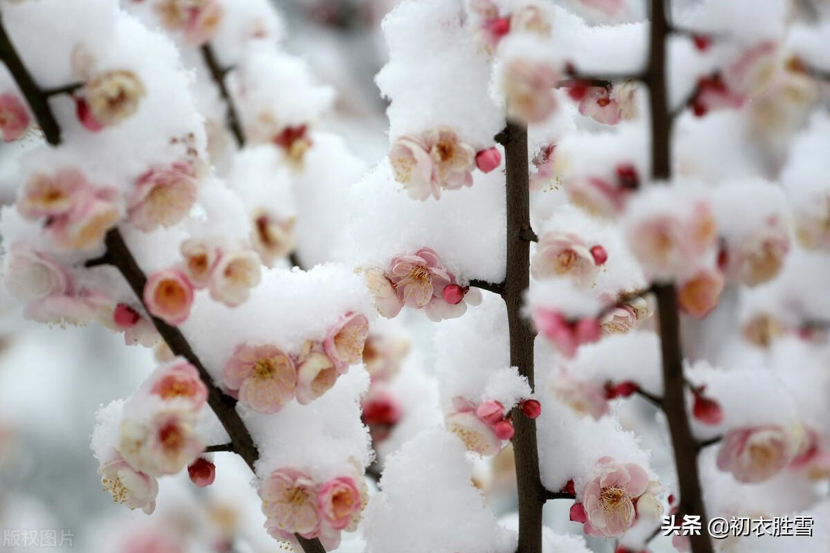 迎年雪里梅花七首（千树开时雪里看，无限精神总属他）