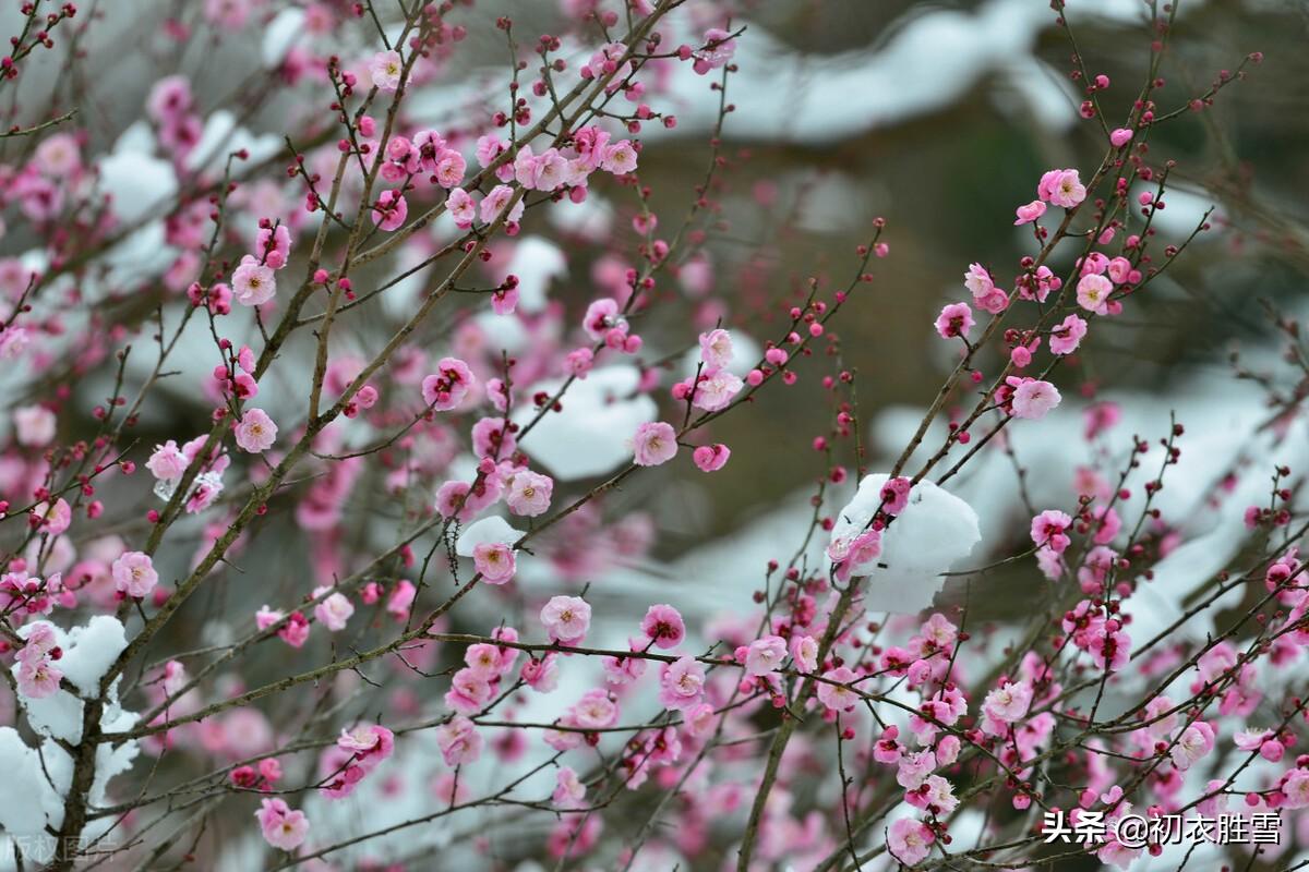 迎年雪里梅花七首（千树开时雪里看，无限精神总属他）