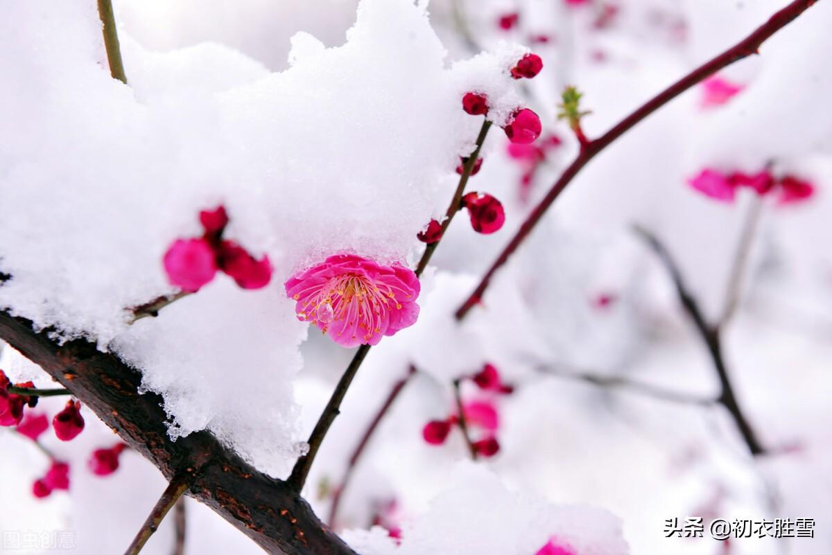 迎年雪里梅花七首（千树开时雪里看，无限精神总属他）